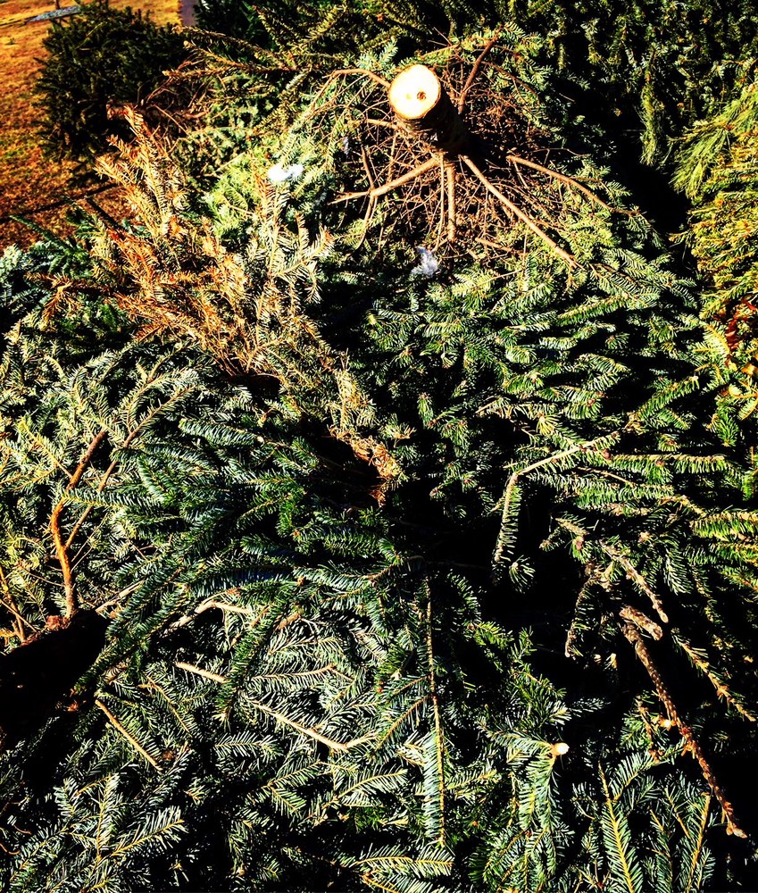 Live Greenery Recycling Offered at City of Tuscaloosa's Curry Environmental Facility
